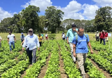 nicaragua, Carazo, frijol