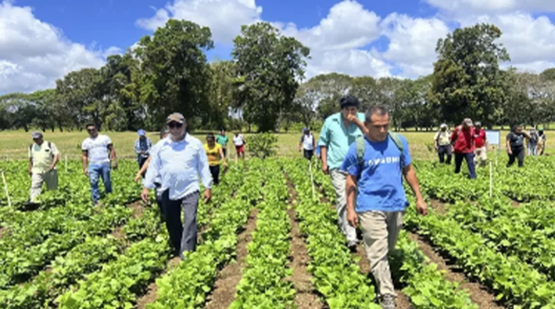 nicaragua, Carazo, frijol