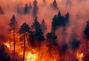 Chile, incendios forestales, alerta roja, declaran, decretan, Biobío, La Araucanía,