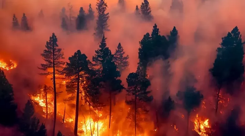 Chile, incendios forestales, alerta roja, declaran, decretan, Biobío, La Araucanía,