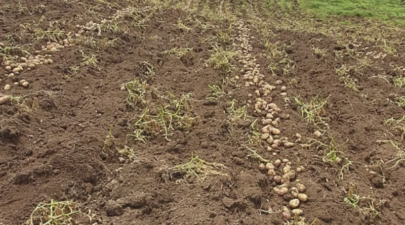 papa, productores, nicaragua, ministerio agropecuario, cultivo,