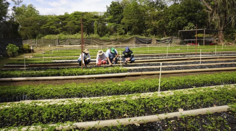 marena, gobierno de nicaragua, chinandega, vivero, san antonio,