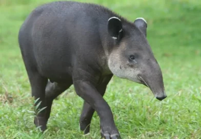 MARENA, Danto, nace, cria, nueva cria, Chinandega, Reserva silvestre, monitoreo biológico, tapires,