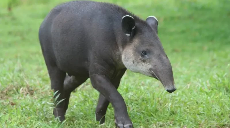 MARENA, Danto, nace, cria, nueva cria, Chinandega, Reserva silvestre, monitoreo biológico, tapires,