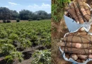 yuca, cultivo, producción, seguridad alimentaria, Nicaragua, 2024, cosecha,