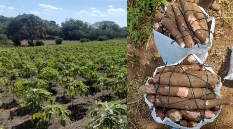 yuca, cultivo, producción, seguridad alimentaria, Nicaragua, 2024, cosecha,